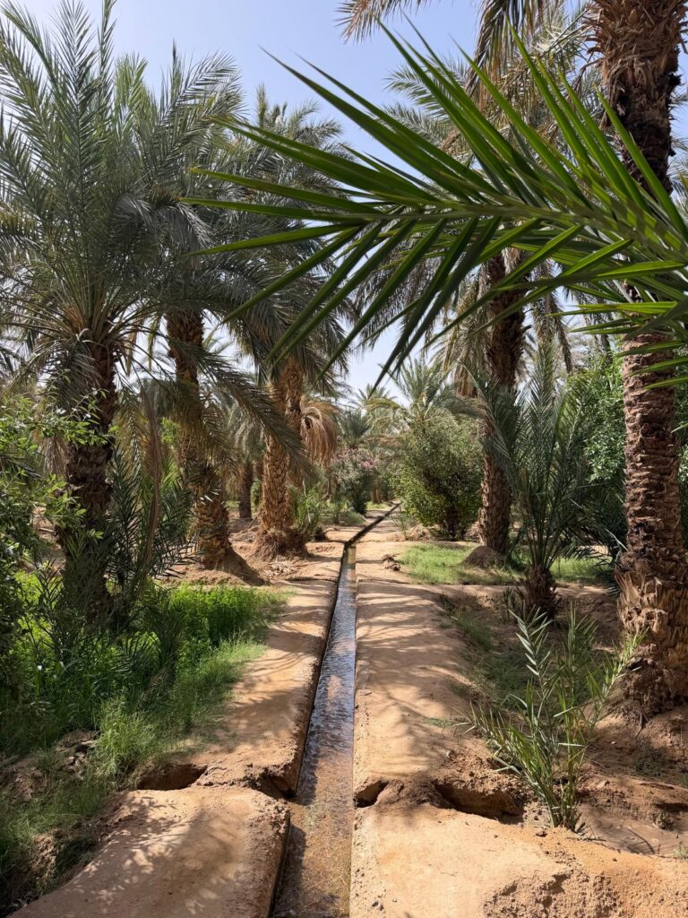 Merzouga - oasis